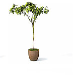 植物模型