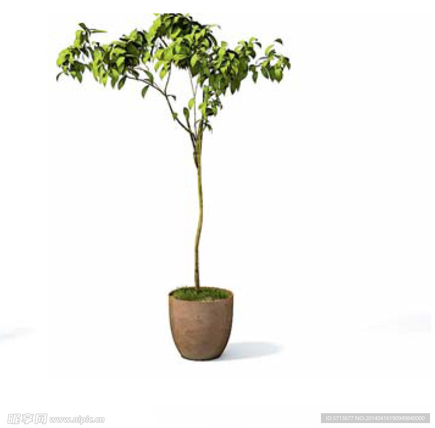 植物模型