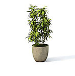 植物模型