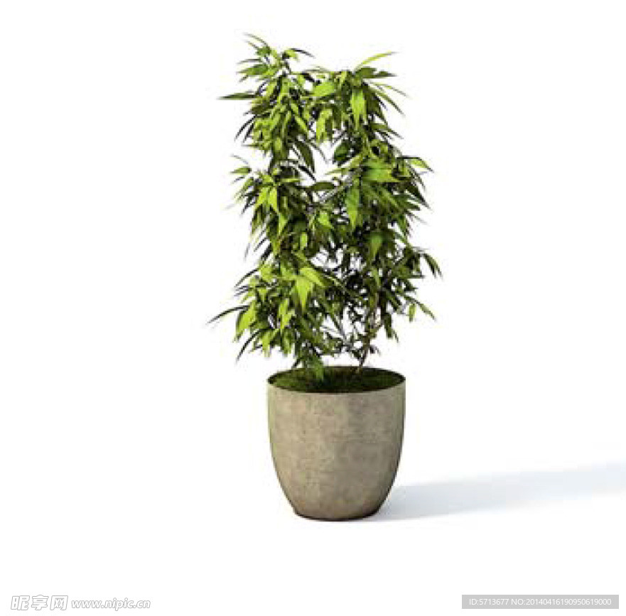 植物模型