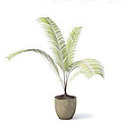 植物模型