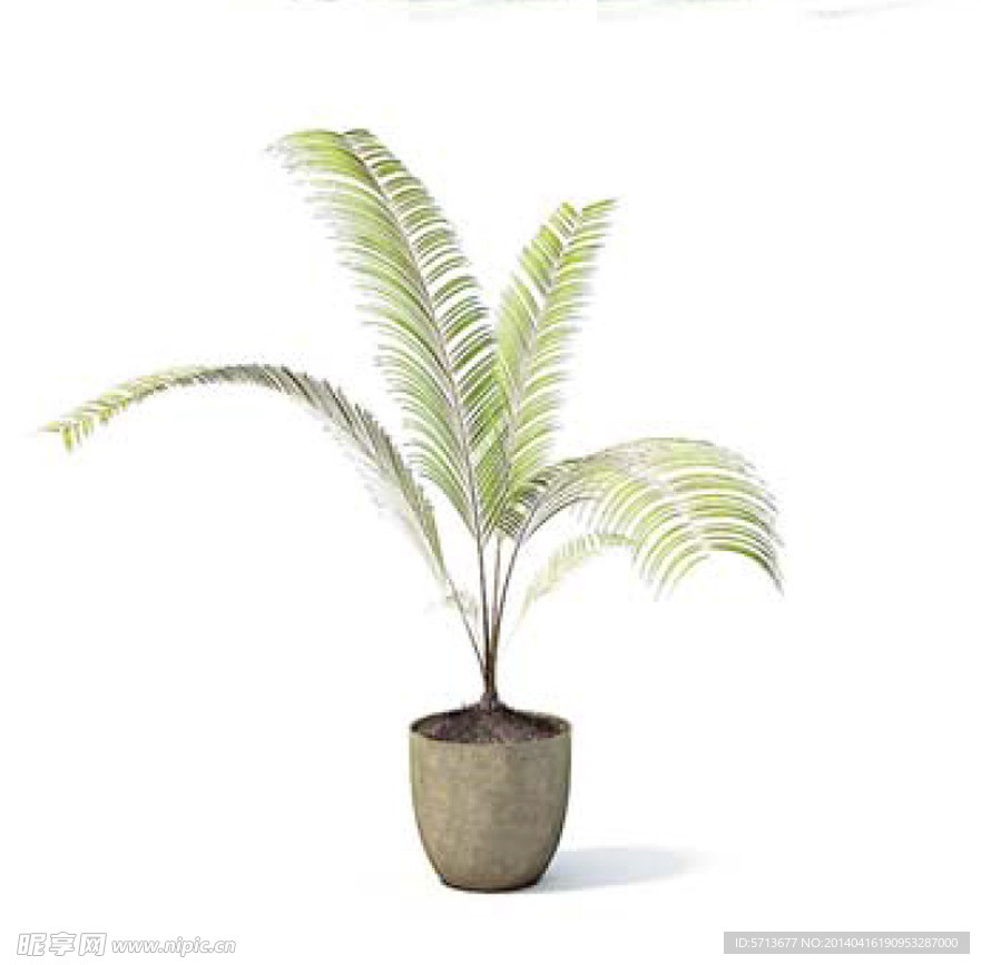 植物模型