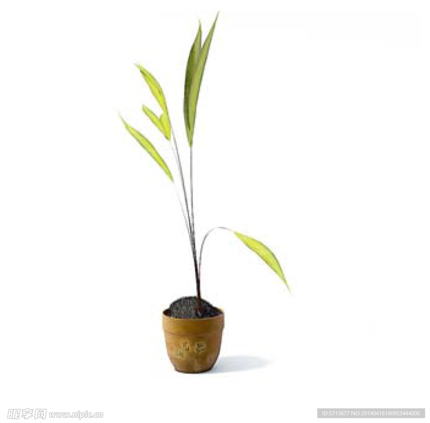 植物模型