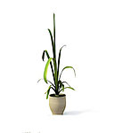 植物模型