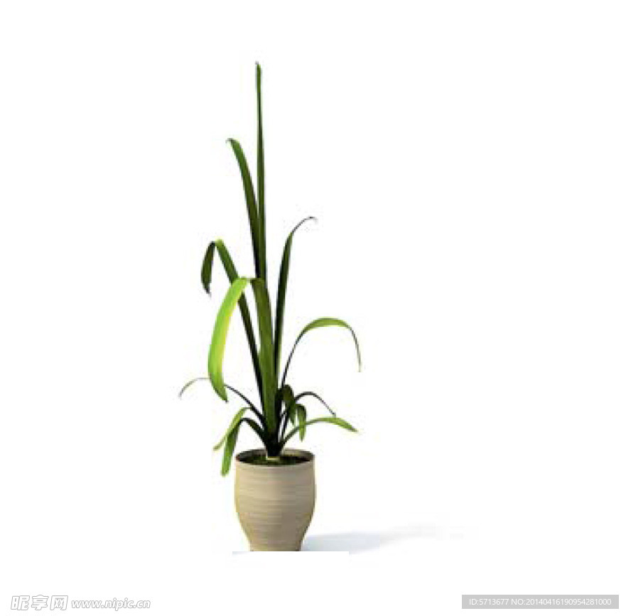 植物模型