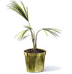 植物模型