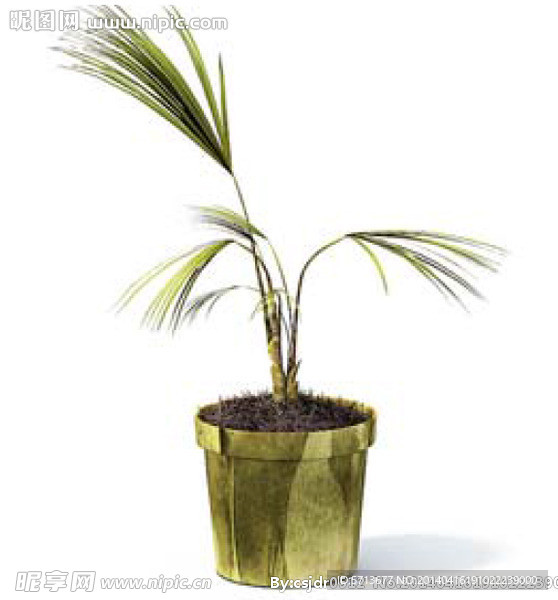 植物模型