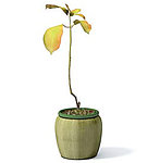 植物模型