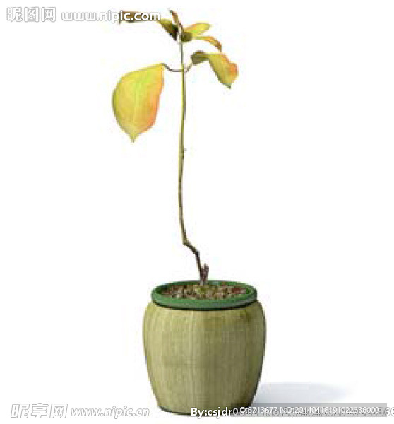植物模型