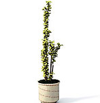 植物模型