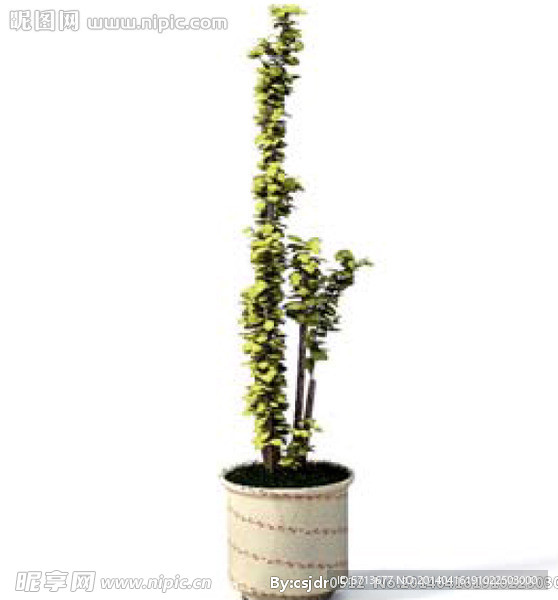 植物模型