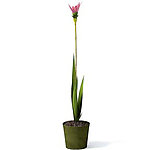 植物模型