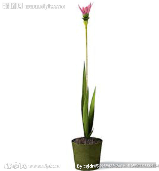 植物模型