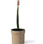 植物模型
