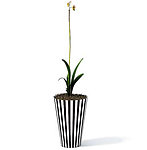 植物模型