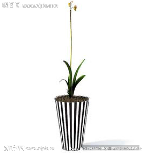 植物模型