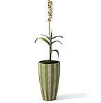 植物模型