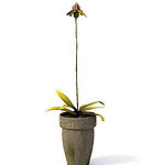 植物模型