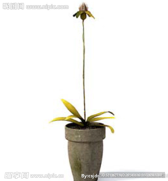 植物模型
