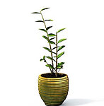 植物模型