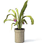 植物模型
