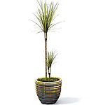 植物模型