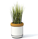 植物模型