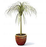 植物模型