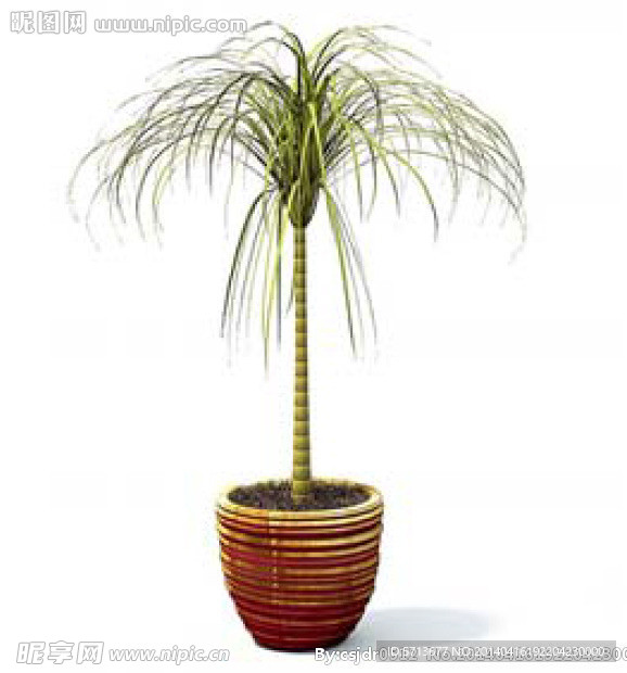 植物模型