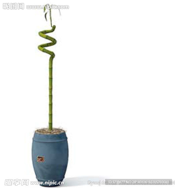 植物模型