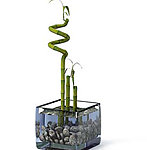 植物模型