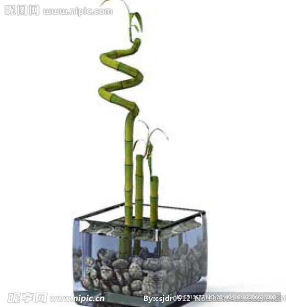 植物模型