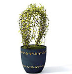 植物模型