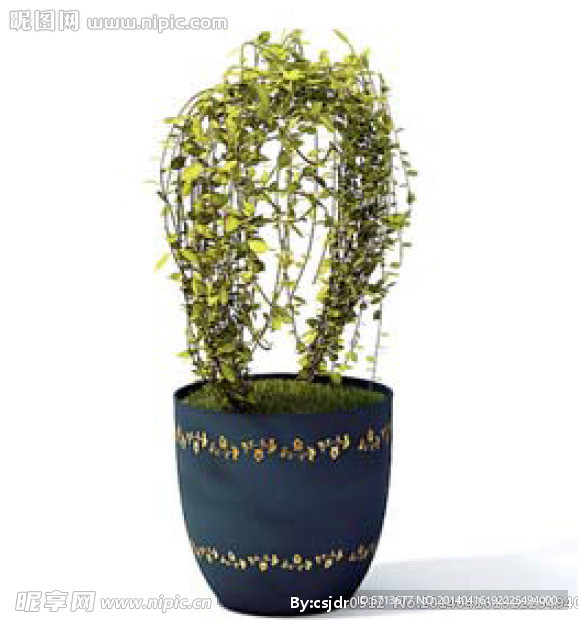 植物模型