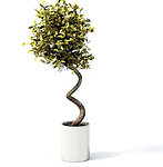 植物模型