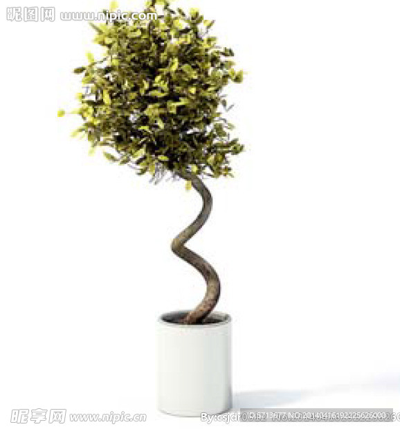 植物模型