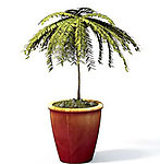 植物模型