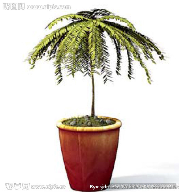 植物模型