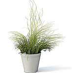 植物模型