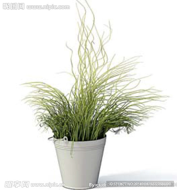 植物模型