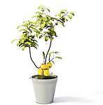 植物模型