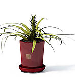 植物模型