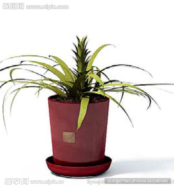 植物模型