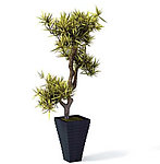 植物模型