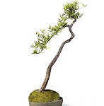 植物模型