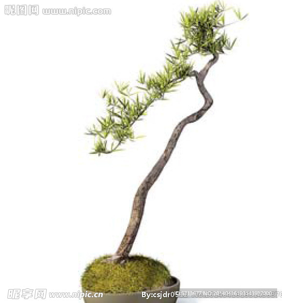 植物模型