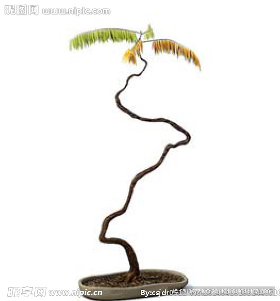 植物模型