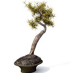植物模型