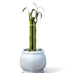 植物模型