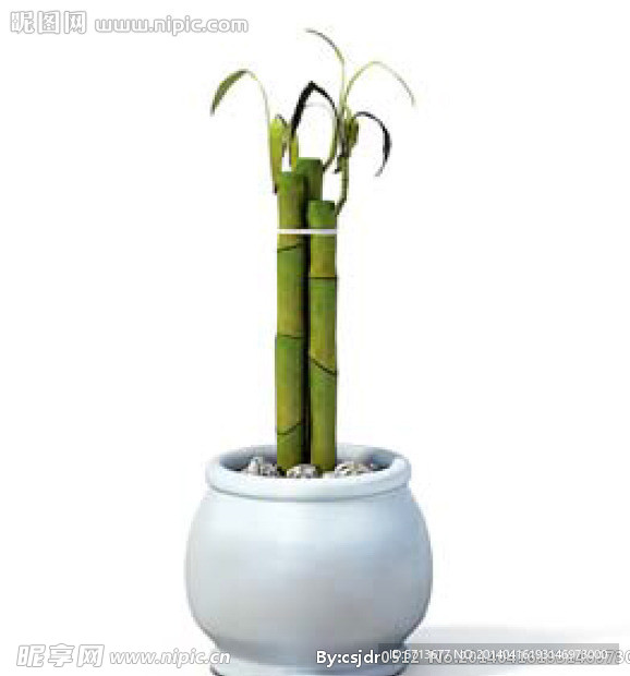 植物模型